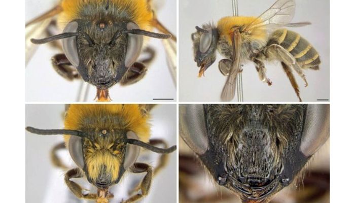  Nova espécie de abelha é descoberta por professora da Unicentro